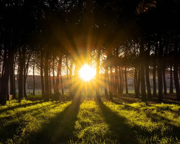 Gün batımında, parlak bir zemin ağzı ile ormanda güneş yıldızı.