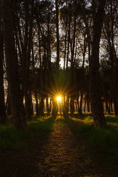 Parkta gün batımı. Ağaçların arasında güneş yıldızı
