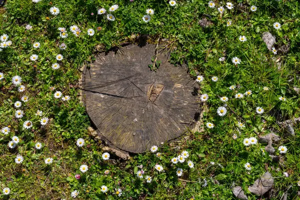 Parkta papatyalarla çevrili kesilmiş bir ağaç.