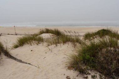 Fırtınalı bir günde Portekiz 'in Atlantik sahilindeki bitkiler.