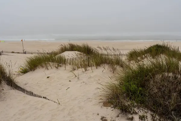Fırtınalı bir günde Portekiz 'in Atlantik sahilindeki bitkiler.