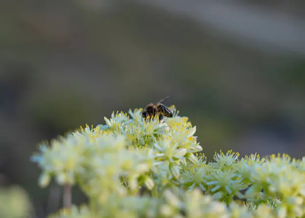 İspanya 'nın kuzeyinde gün batımında lavanta tarlası ve arka planda rüzgar türbinleri.