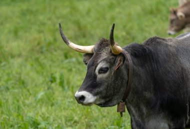 İspanya 'daki Tudanca ineğinin başı.