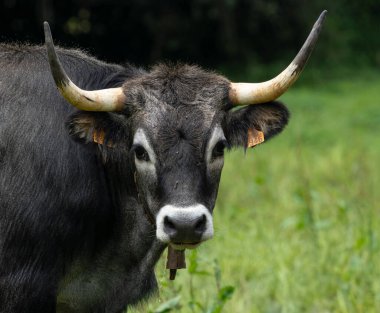 Kameraya bakan boynuzlu bir boğanın portresi.