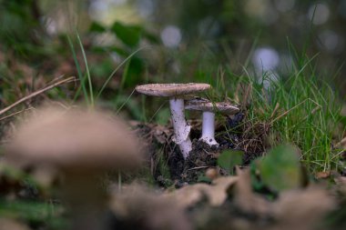 Arka planda Amanita Pantherina