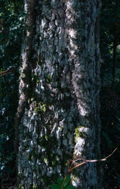 Ormandaki güzel ağaç kabuğunun yakın görüntüsü. Doku