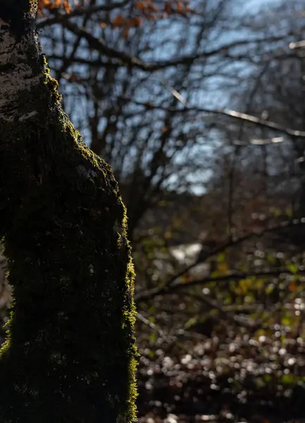 Ormandaki ağaç gövdesine yakın çekim. Arkasında güneş ışığı var.