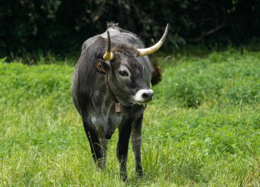 Büyük boynuzları olan gri boğa çayırda