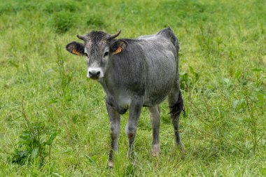 Çayırda genç bir inek. Tudanca türleri, İspanyol ırkı.