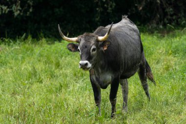 Çayırda duran Tudanca ineği