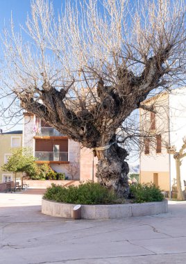 Küçük bir kasabanın ortasındaki tarihi kavak ağacı. Sorzano, La Rioja, İspanya.