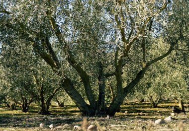 Zeytin ağacı ve zeytinlik