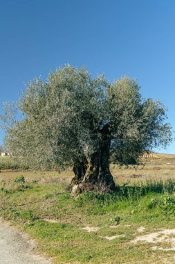 Yeşil çimenli bir tarlada zeytin ağacı