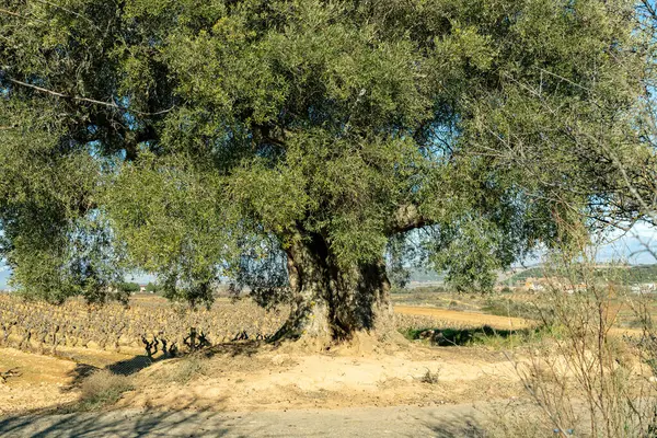 Tarlada tarihi zeytin ağacı var. İspanya, La Rioja