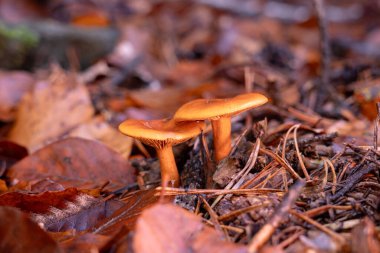 Ormanda kırmızı mantar, yaklaş.