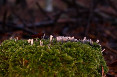 Üzerinde beyaz mantar olan bir ağaç gövdesinde yeşil yosun.