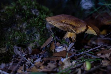 Yosun üstünde büyüyen mantarlar