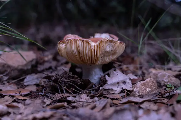 Russula maculata mantarı ormanda