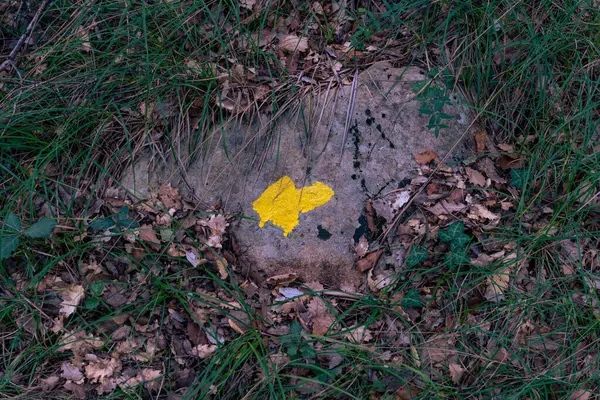 Bir taşta sarı bir ok işareti. Orman fotoğrafçılığı