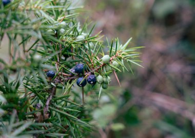 Çalının üstünde yabanmersini