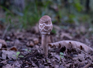 Ormanda mantar. Macrolepiota procera