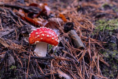 Amanda Muscaria ormanda.