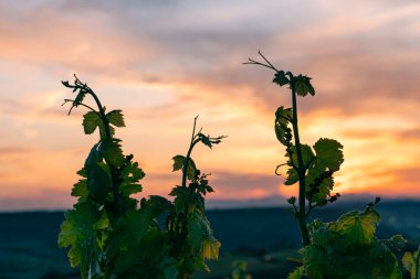 Gün batımında dramatik bir gökyüzünde üzüm bağı