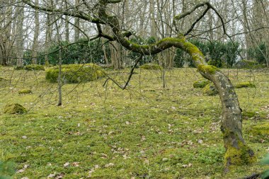 Parktaki eski püskü ağaç.