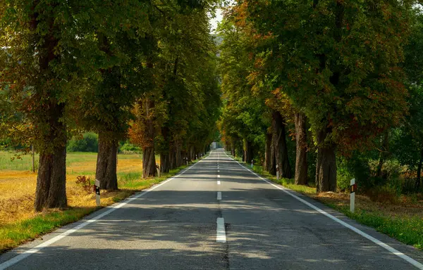 Yazın yol ağaçlarla çevrili.