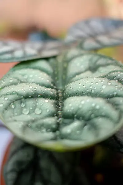 Su büyük yeşil bir yaprağa damlıyor, Alocasia. Simetrik resim