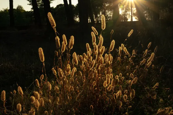 Parkta güzel bir gün batımı