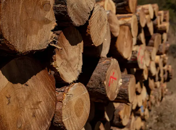 Ormanın içinde yığılmış günlükleri