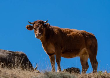 Kahverengi inek mavi arka planda bir çayırda