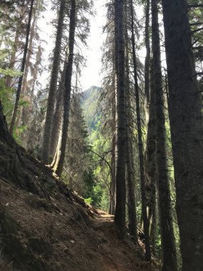 Ormanda arka planı bulanık yeşil bir ağacın dikey görüntüsü.