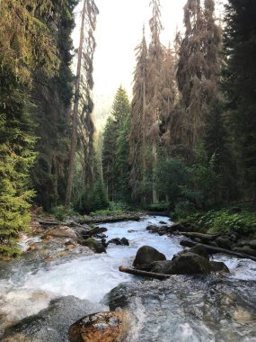 Ormandaki dağ nehri