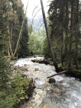 Ormandaki nehrin güzel manzarası