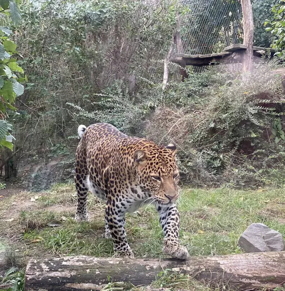 Hayvanat bahçesinde bir leopar