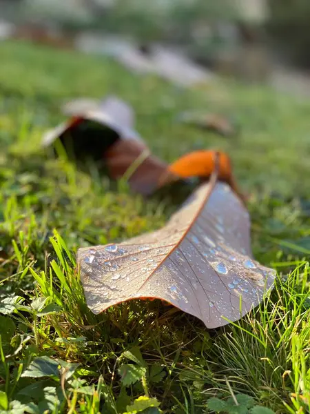 Güzel botanik fotoğrafı, doğal duvar kağıdı.