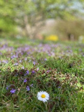 Güzel botanik fotoğrafı, doğal duvar kağıdı.