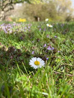 Ormanda güzel çiçekler