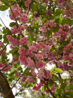 Bahçede güzel bahar çiçekleri