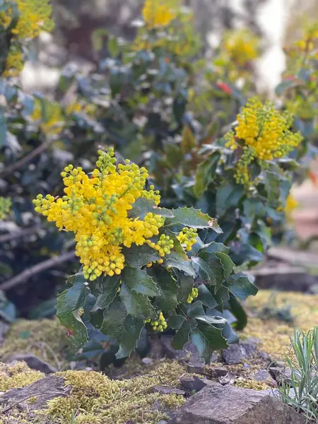 Güzel botanik fotoğrafı, doğal duvar kağıdı.