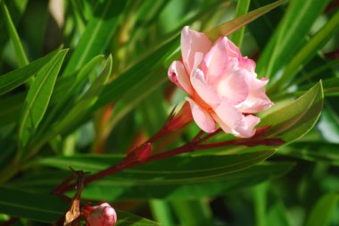 Yeşil yapraklara serpilmiş pembe bir çiçek baharın ruhunu canlandırır.. 