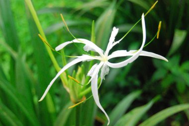 Zarif beyaz örümcek Lilly vahşi doğada çiçek açtı..