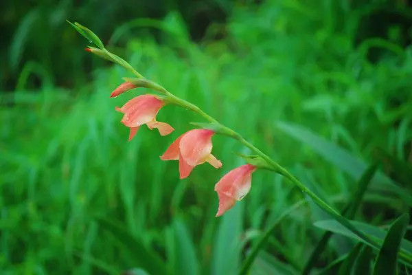 Lilly 'nin yeşil bahçeye vurduğu ejderha başlı kılıç..