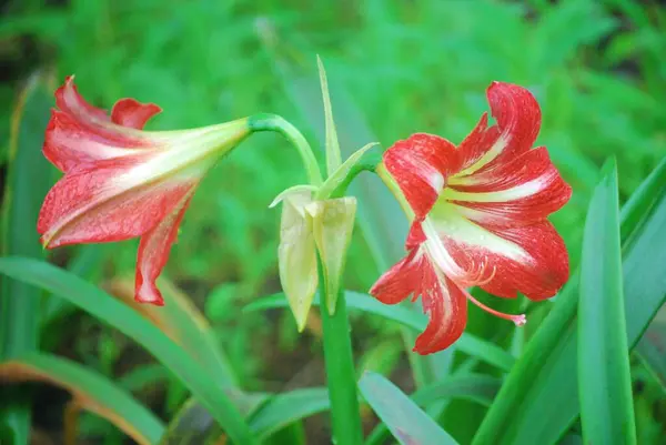 Amaryllis belladonna. Kırmızı ve beyaz Lilly çiçekleri açar..