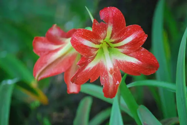Amaryllis belladonna. Kırmızı ve beyaz Lilly çiçekleri açar..