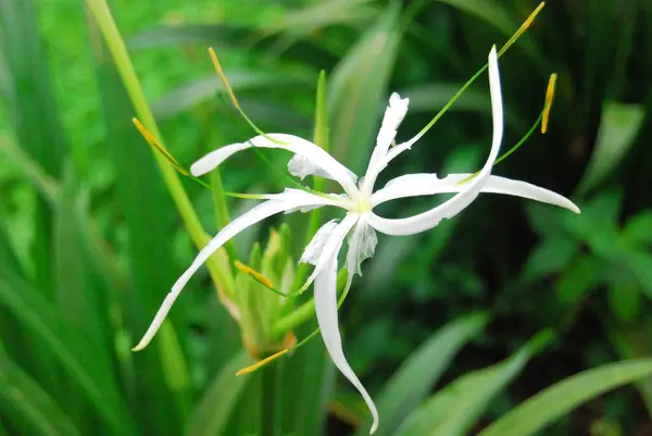 Zarif beyaz örümcek Lilly vahşi doğada çiçek açtı..