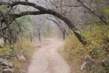Yenilenmiş yol. Ormanda yol dışında. Yollarda daha az seyahat edilmesinin bir sebebi var. Vahşi doğada çok az kişinin çözmeye cesaret edebildiği gizemler vardır.. 