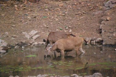 Waterside Companions. A Sambar deer pair taking respite at a watering hole, showcasing their companionship and the importance of these natural oases in their daily lives. clipart